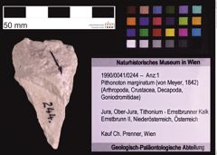 Foto (Objekt + Etiketten) von Pithonoton marginatum (von Meyer, 1842) (NHMW-GEO-1990-0041-0244)